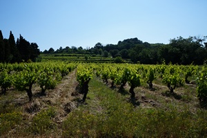 Le vignoble