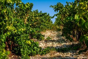 Le vignoble